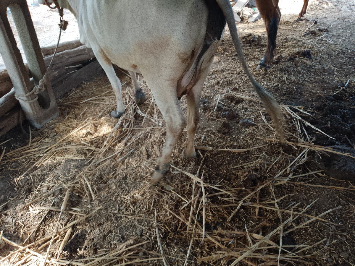 ગાય વેચવાની છે. વેતર બીજું