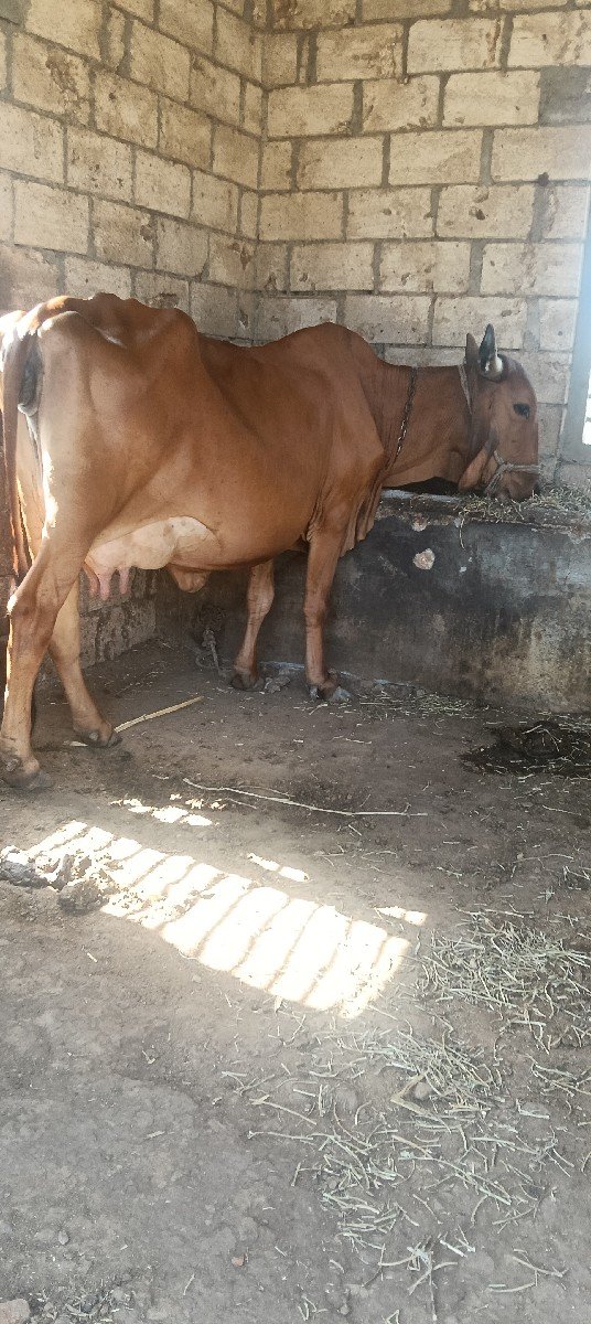 ગાય વેચવાની છે