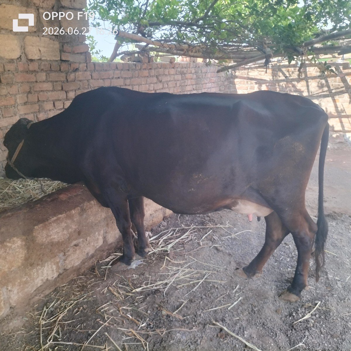 ગાય વેચવાની