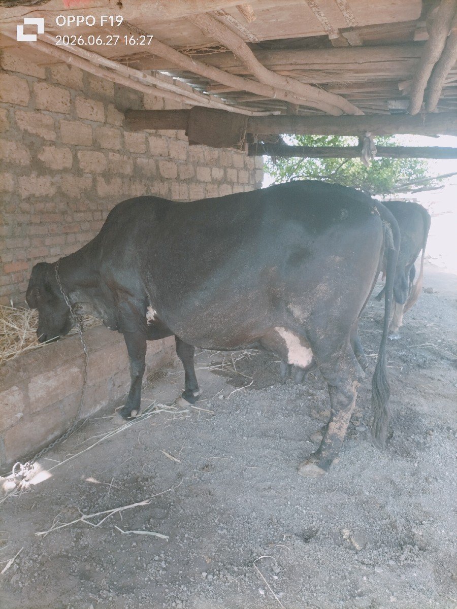 ગાય વેચવાની