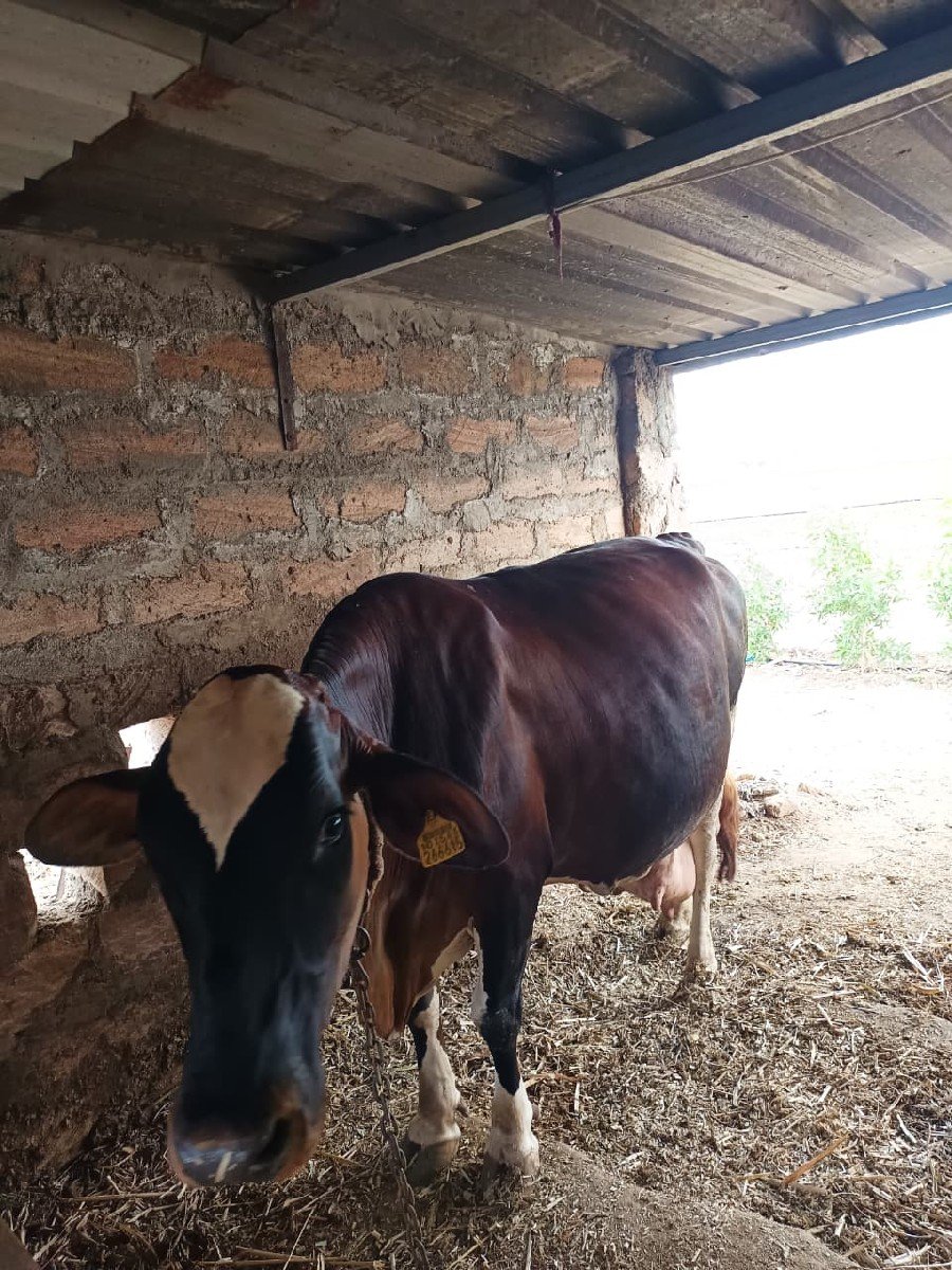 ગાય વેચવાની છે