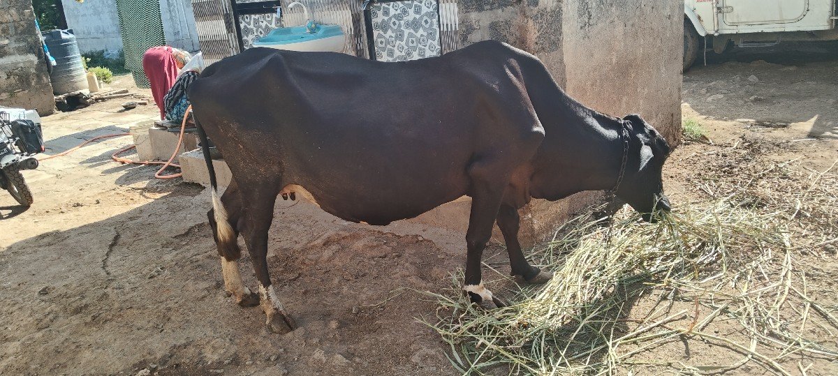 ગાય વેશવાની છે ભાઈ