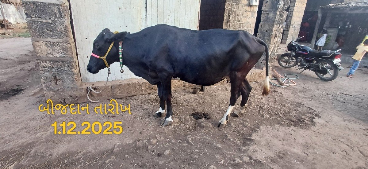 ગાય વેશવાની છે ભાઈ