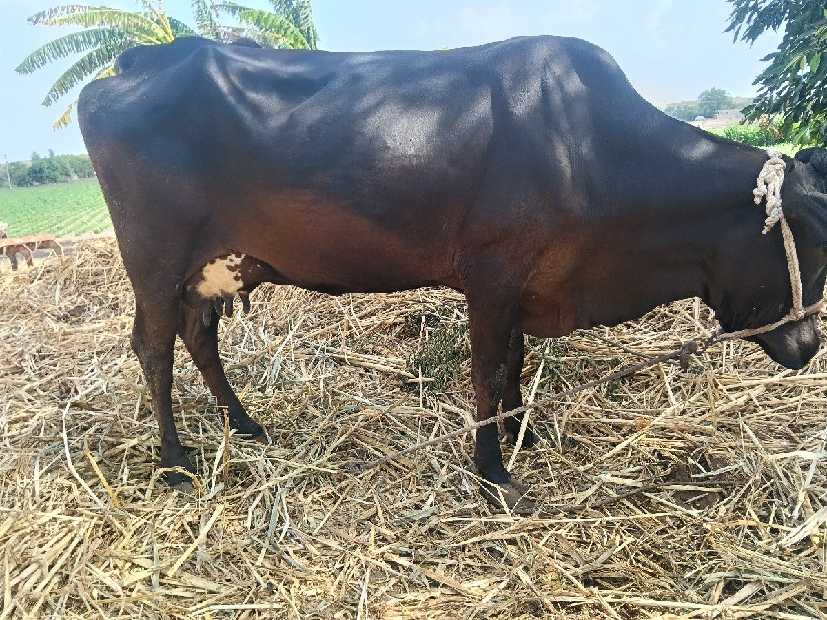 Hfગાય નીસે વાસડી આઠ 8લિટર દુધ
