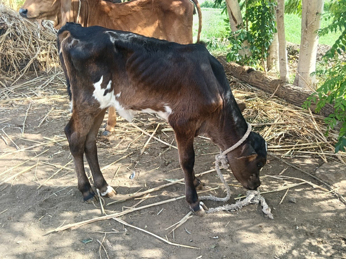 Hfગાય નીસે વાસડી આઠ 8લિટર દુધ