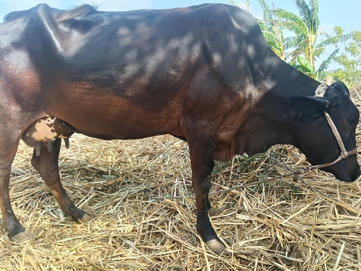 Hfગાય નીસે વાસડી આઠ 8લિટર દુધ
