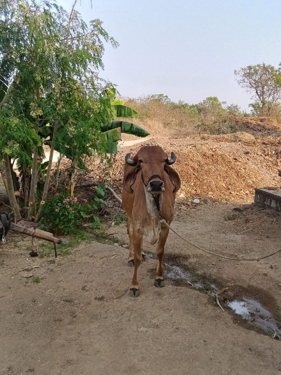 હોળકી વેચવાની છે
