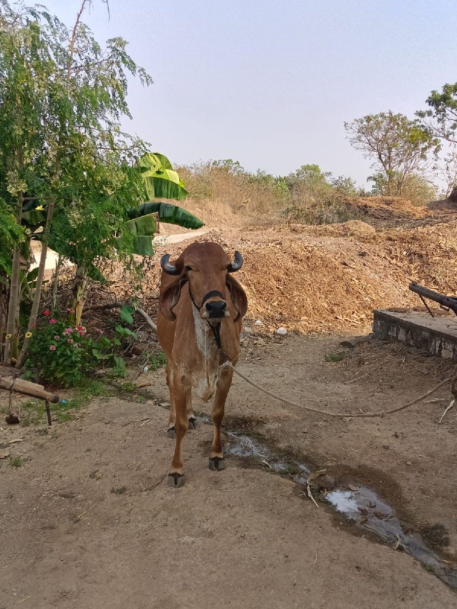 હોળકી વેચવાની છે