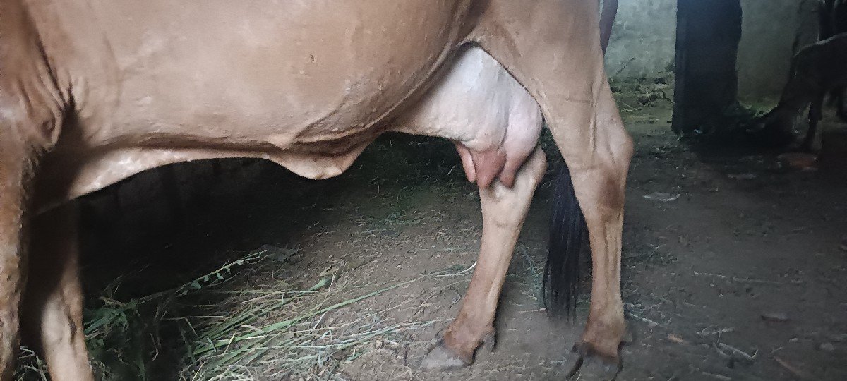 ગીર ગાય વેચવાની છે