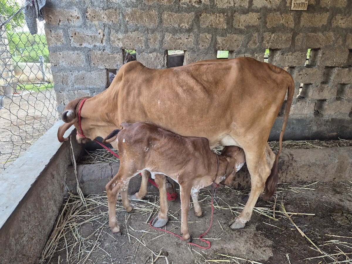 ગીર ગાય વેચવાની છે. સોન કપિલા છે.