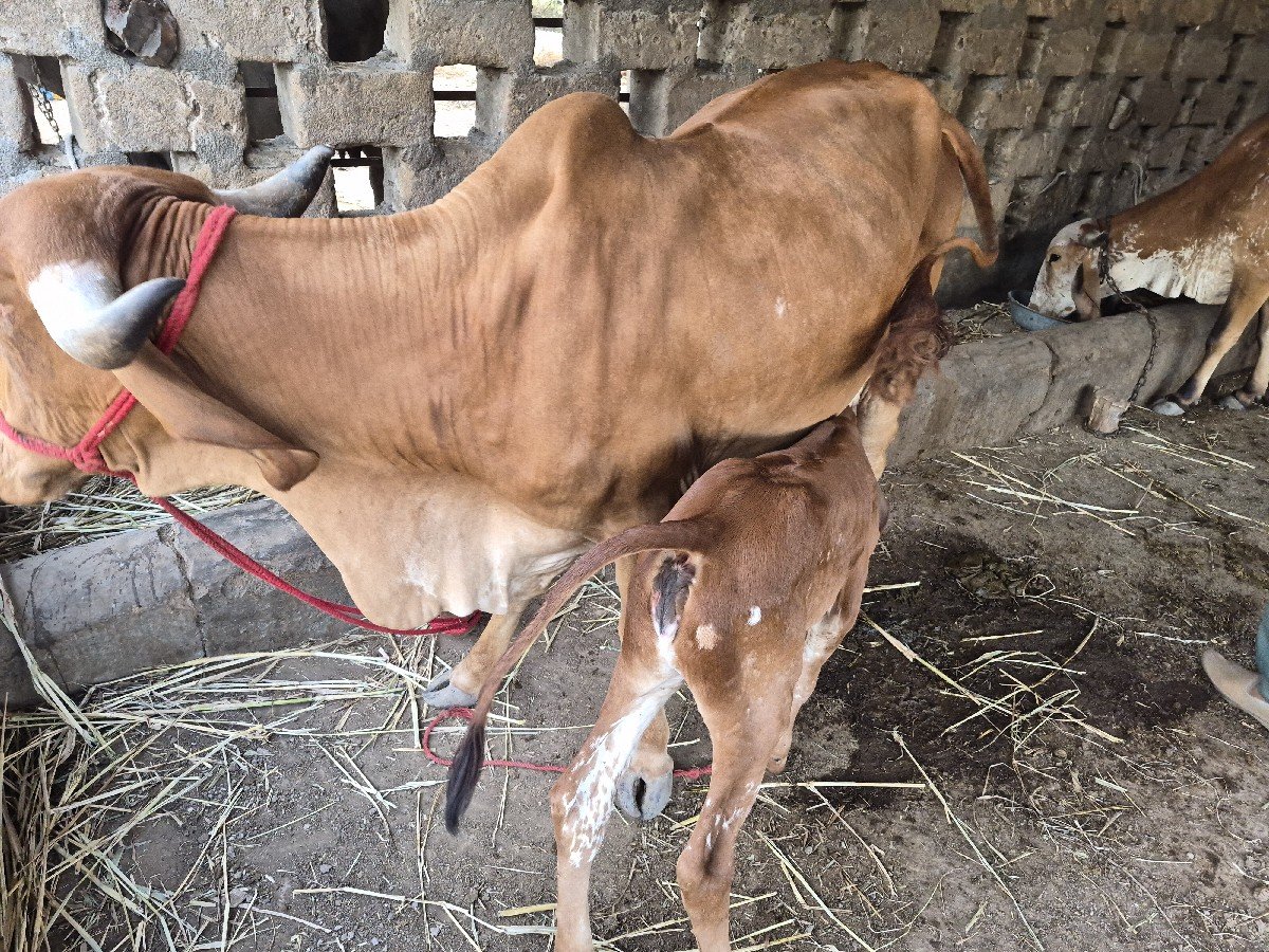 ગીર ગાય વેચવાની છે. સોન કપિલા છે.