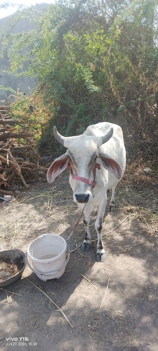 રાજકોટ જીલ્લો 20,000 રૂપિયા