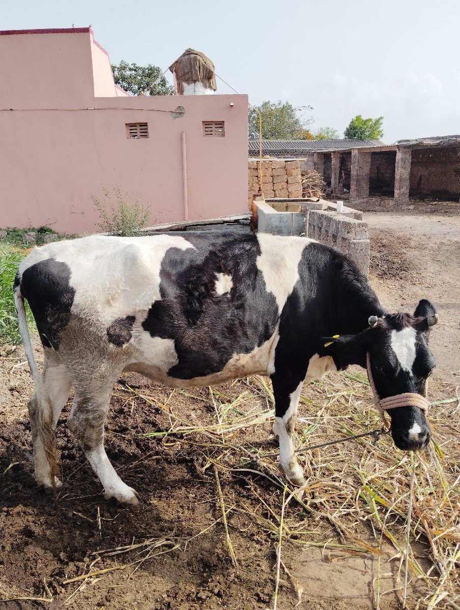 ગાય વેચવાની છે