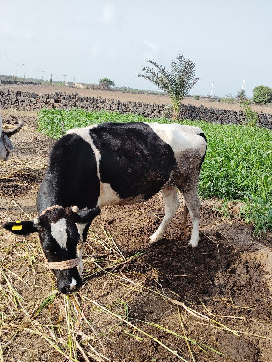 ગાય વેચવાની છે