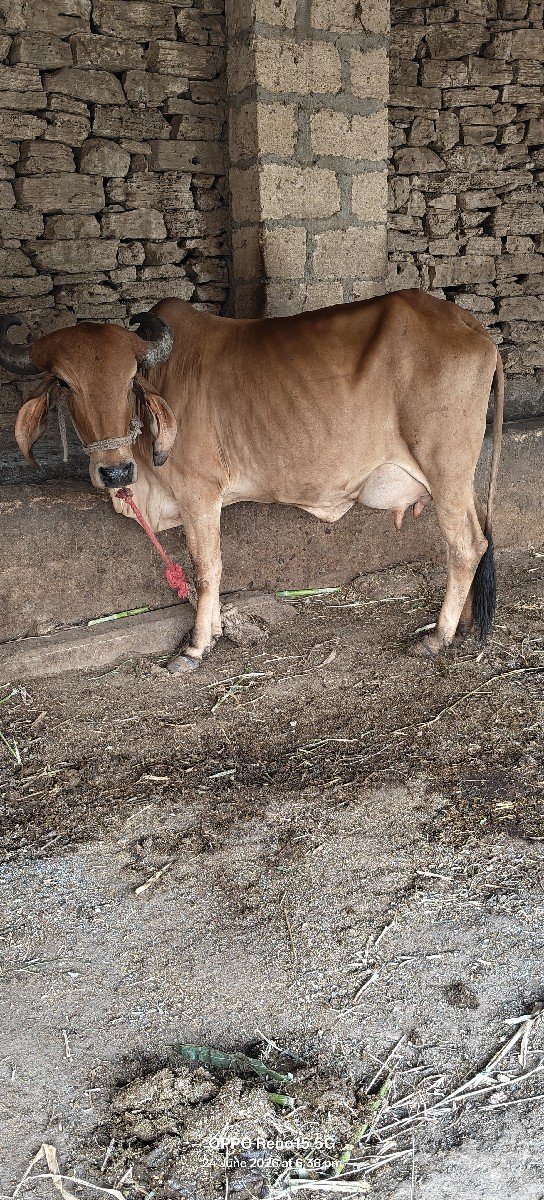 ગાય વેચવાની છે