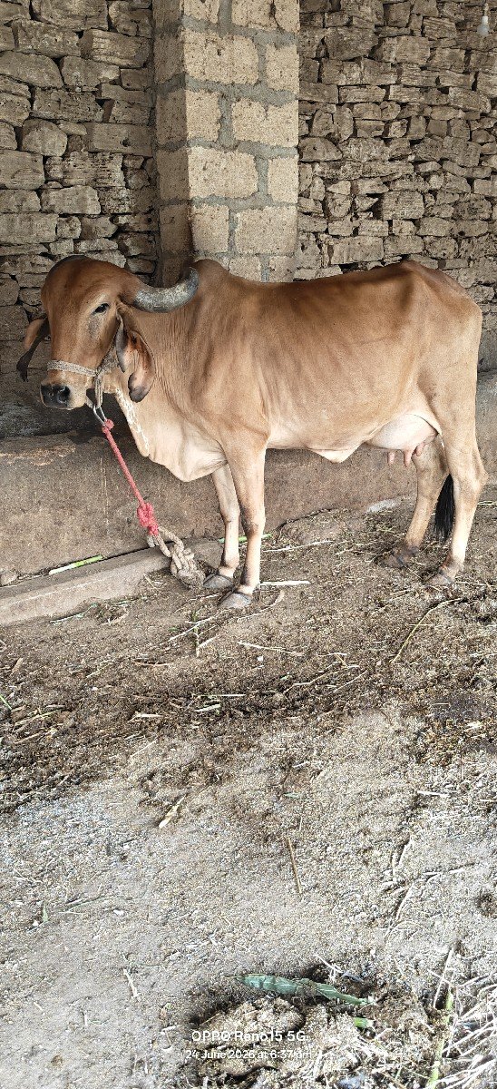 ગાય વેચવાની છે