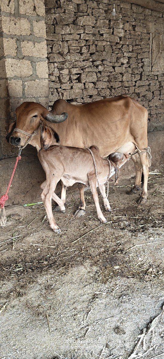 ગાય વેચવાની છે