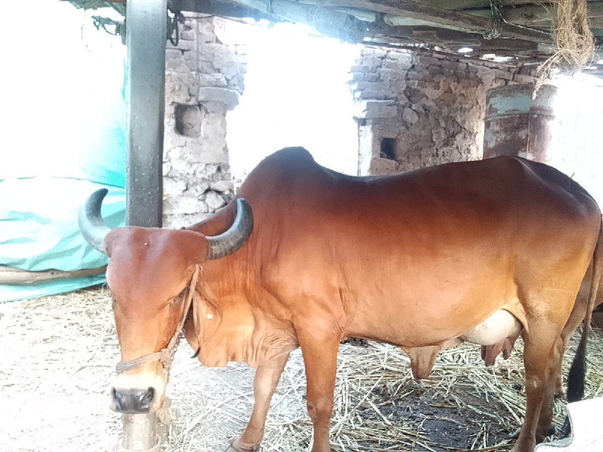 ગાય