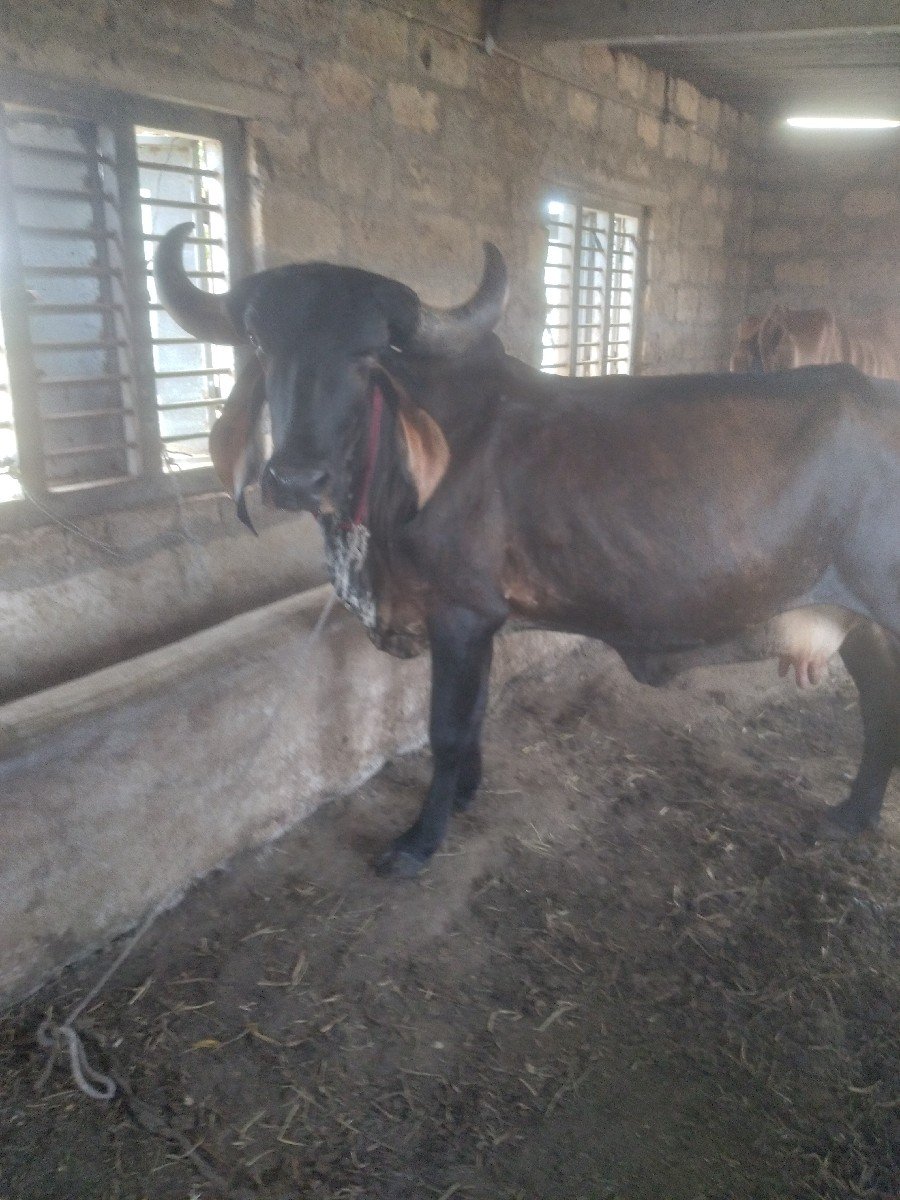 ગાય