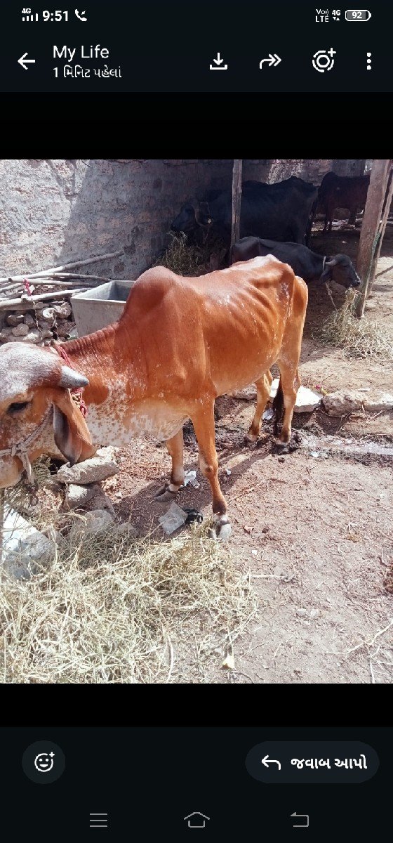 હોડકીવેસવાનીસે