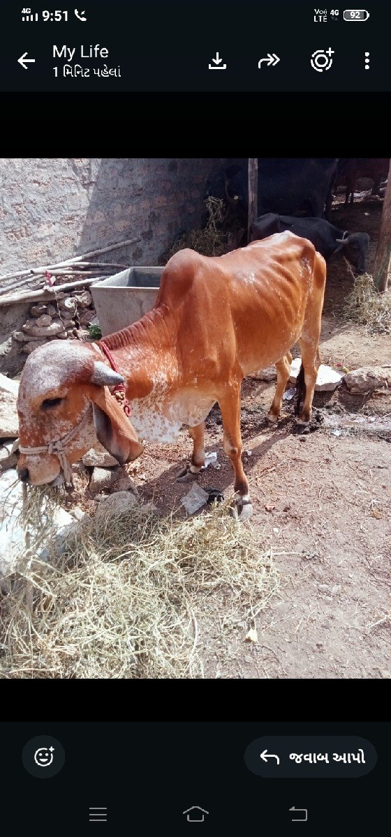 હોડકીવેસવાનીસે