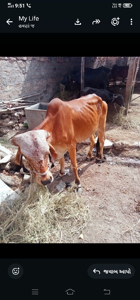 હોડકીવેસવાનીસે