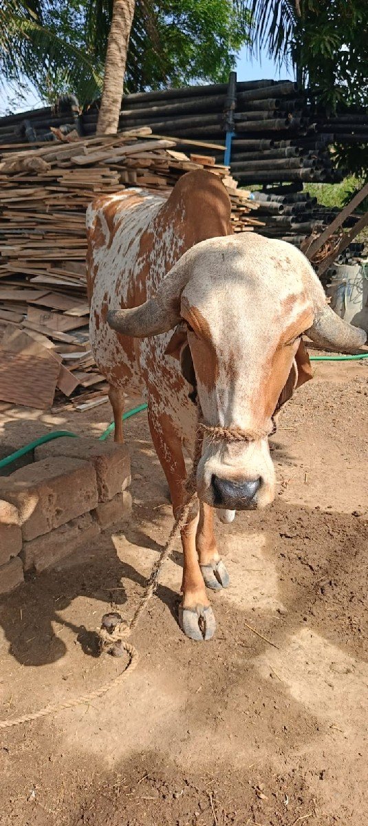 ગાય