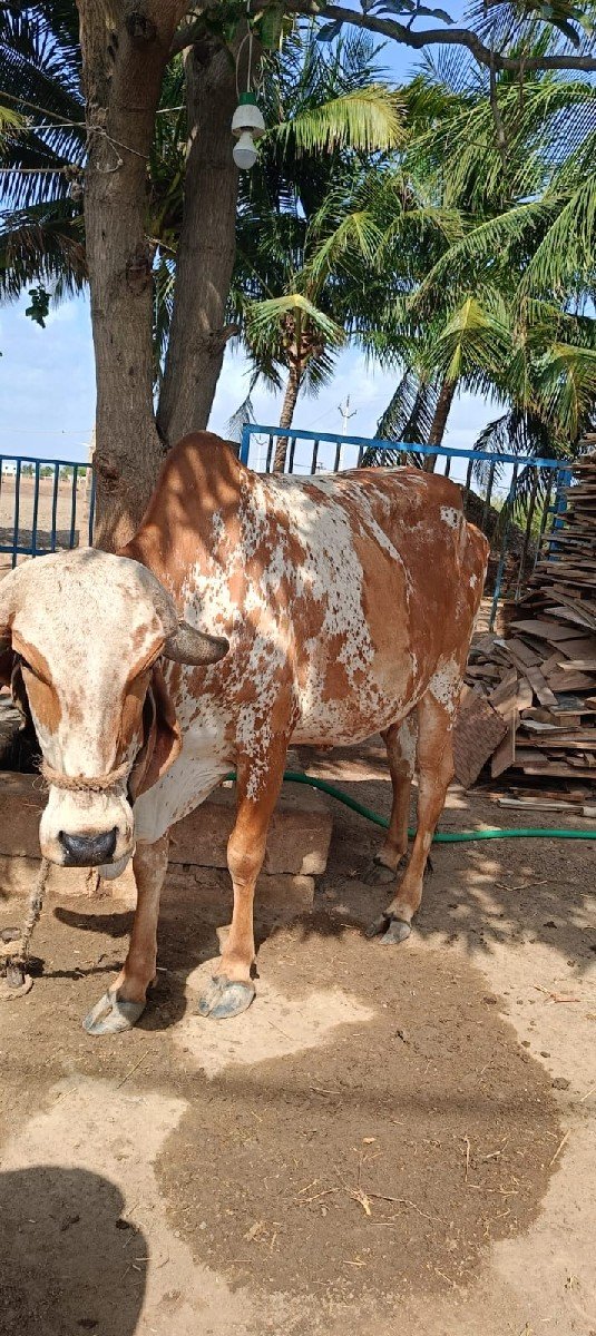 ગાય