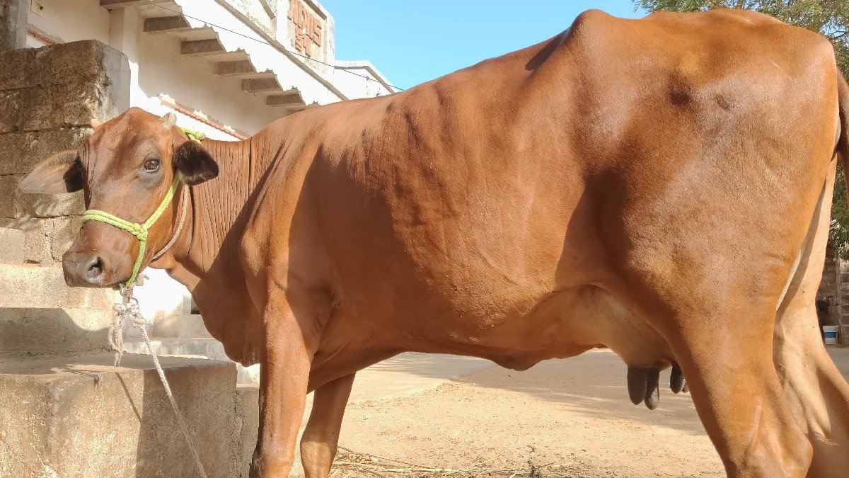 વેચવાની