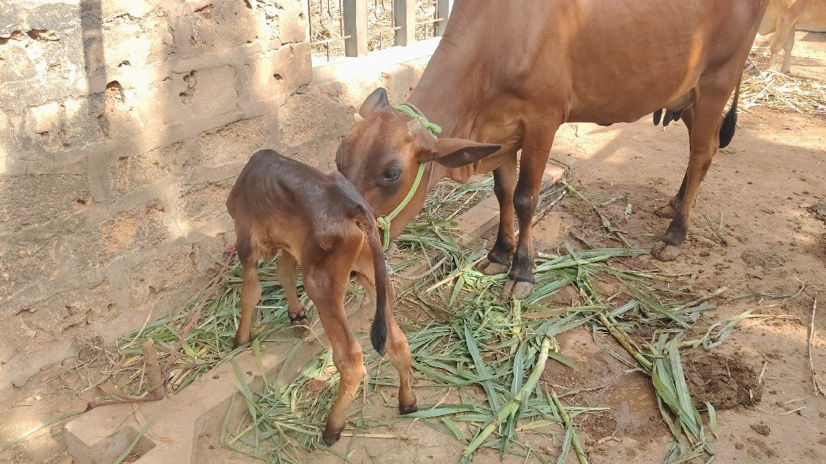 વેચવાની