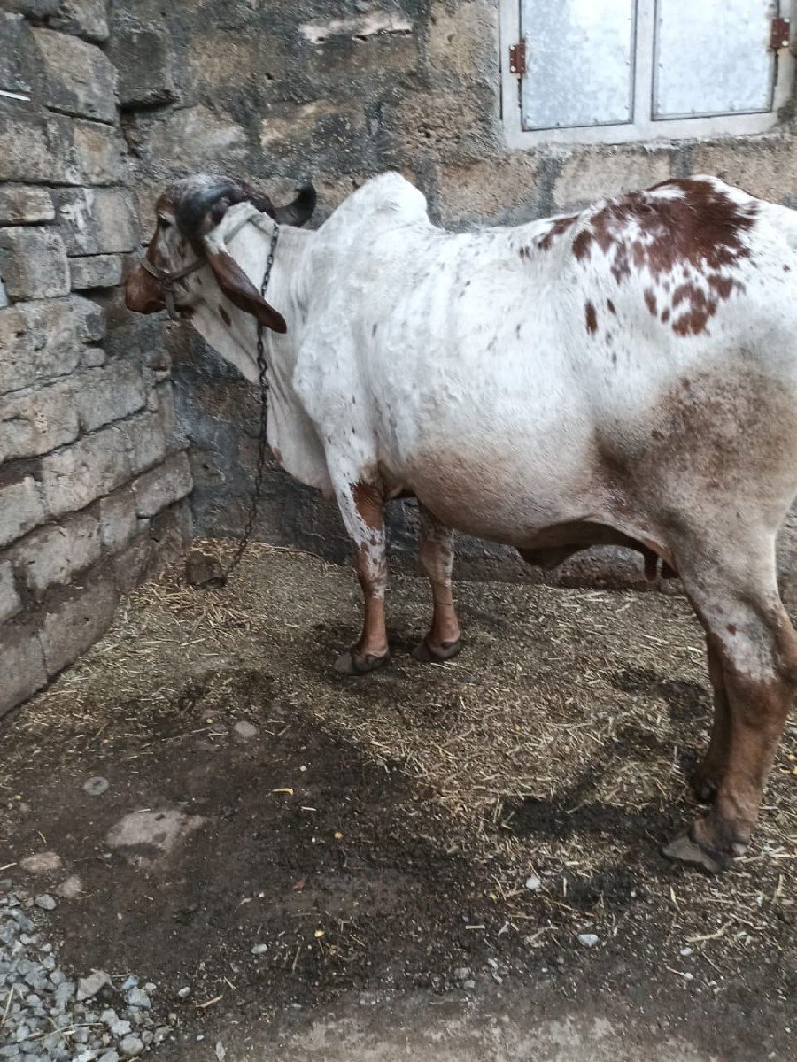 વેસવાનીછે
