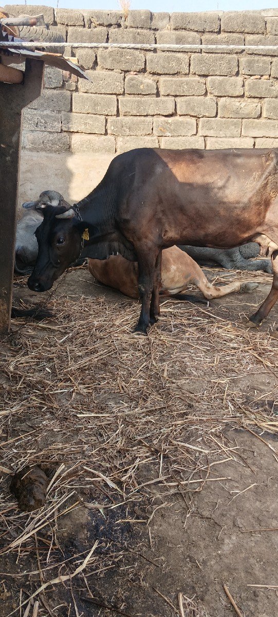 વેચવાની છે