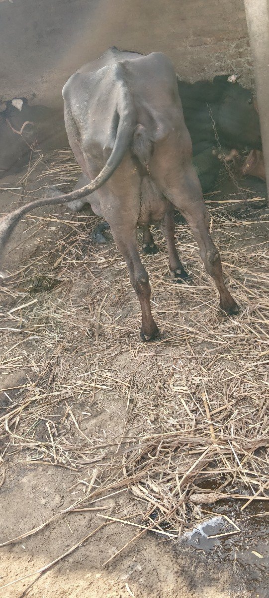વેચવાની છે