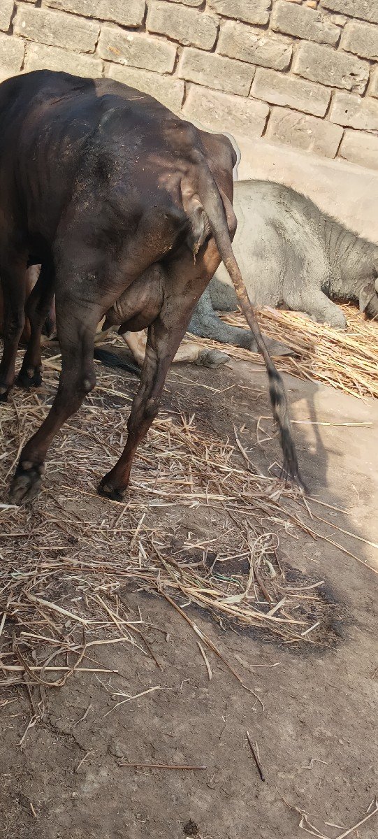 વેચવાની છે
