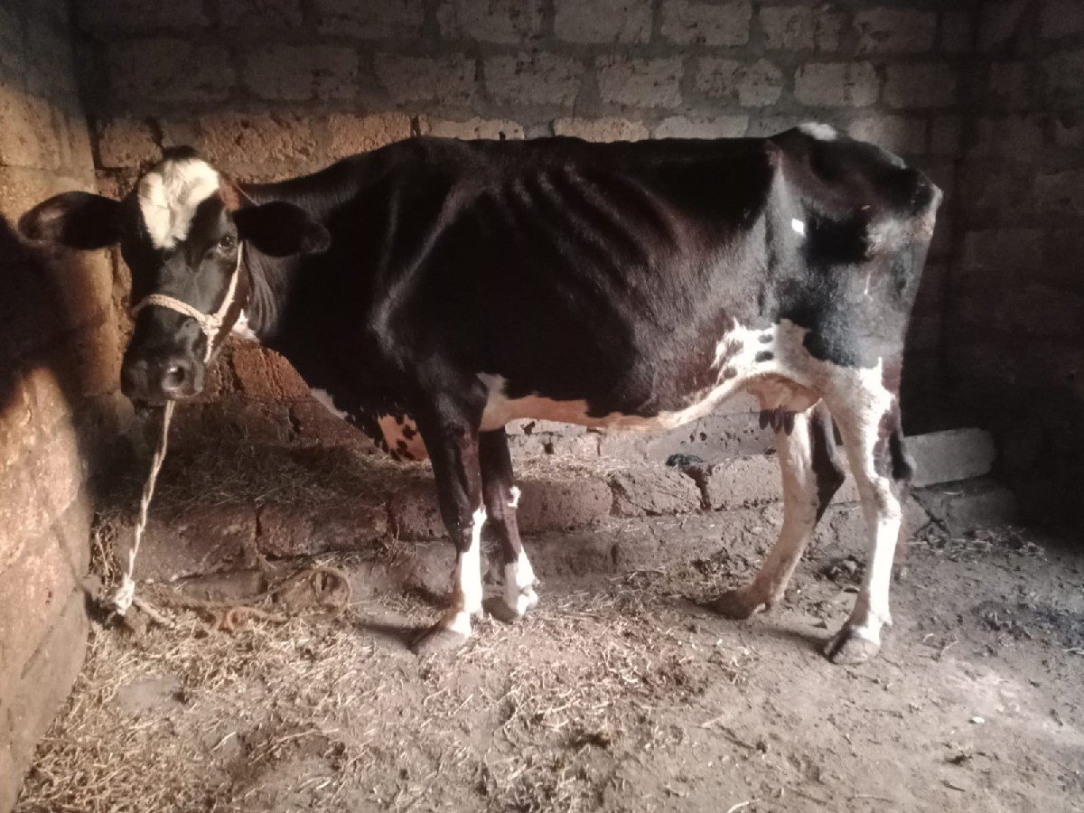 ગાય છે