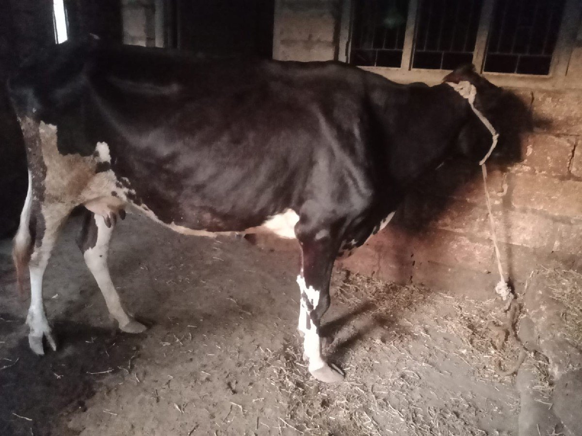ગાય છે