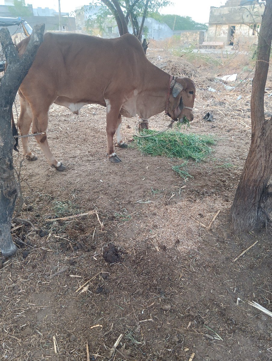 ગીર વાછડી આપવાની છે