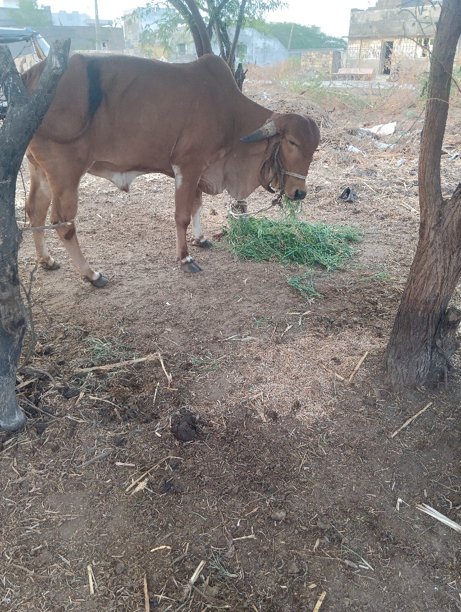 ગીર વાછડી આપવાની છે