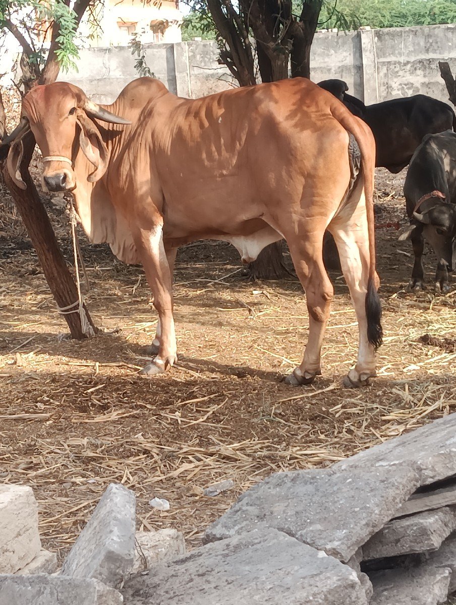 ગીર વાછડી આપવાની છે