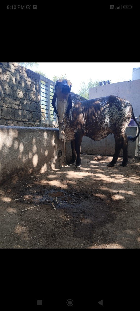 ગીર વાસડી વેસવાની સે