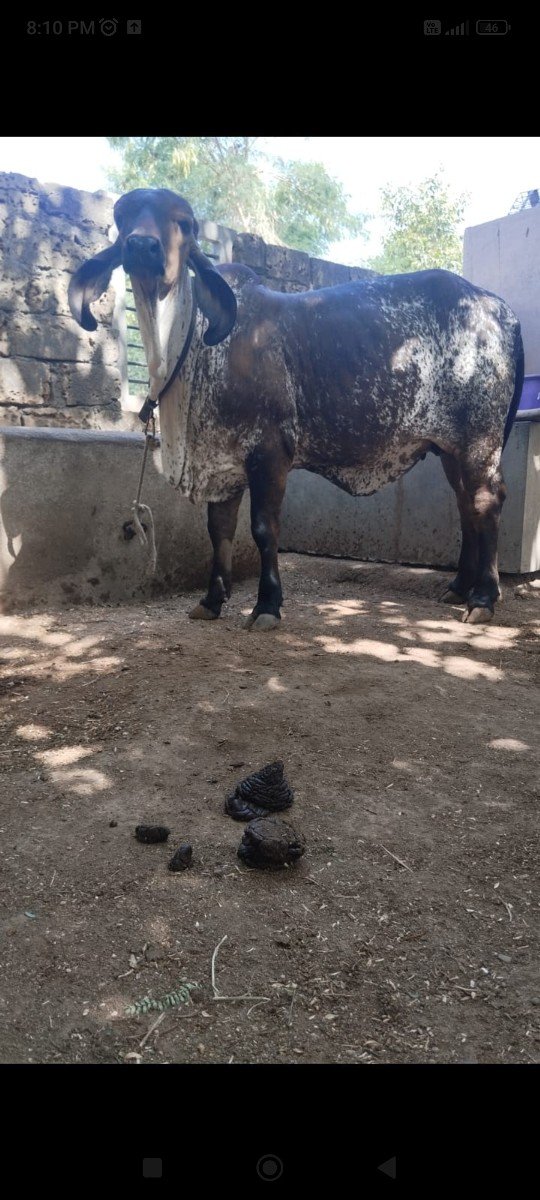 ગીર વાસડી વેસવાની સે