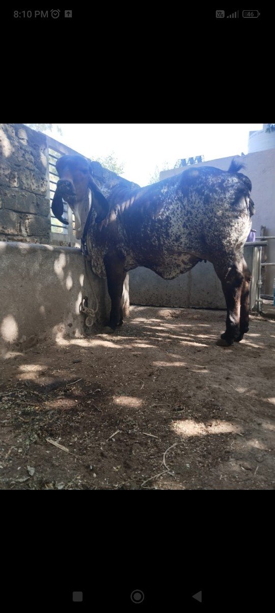 ગીર વાસડી વેસવાની સે