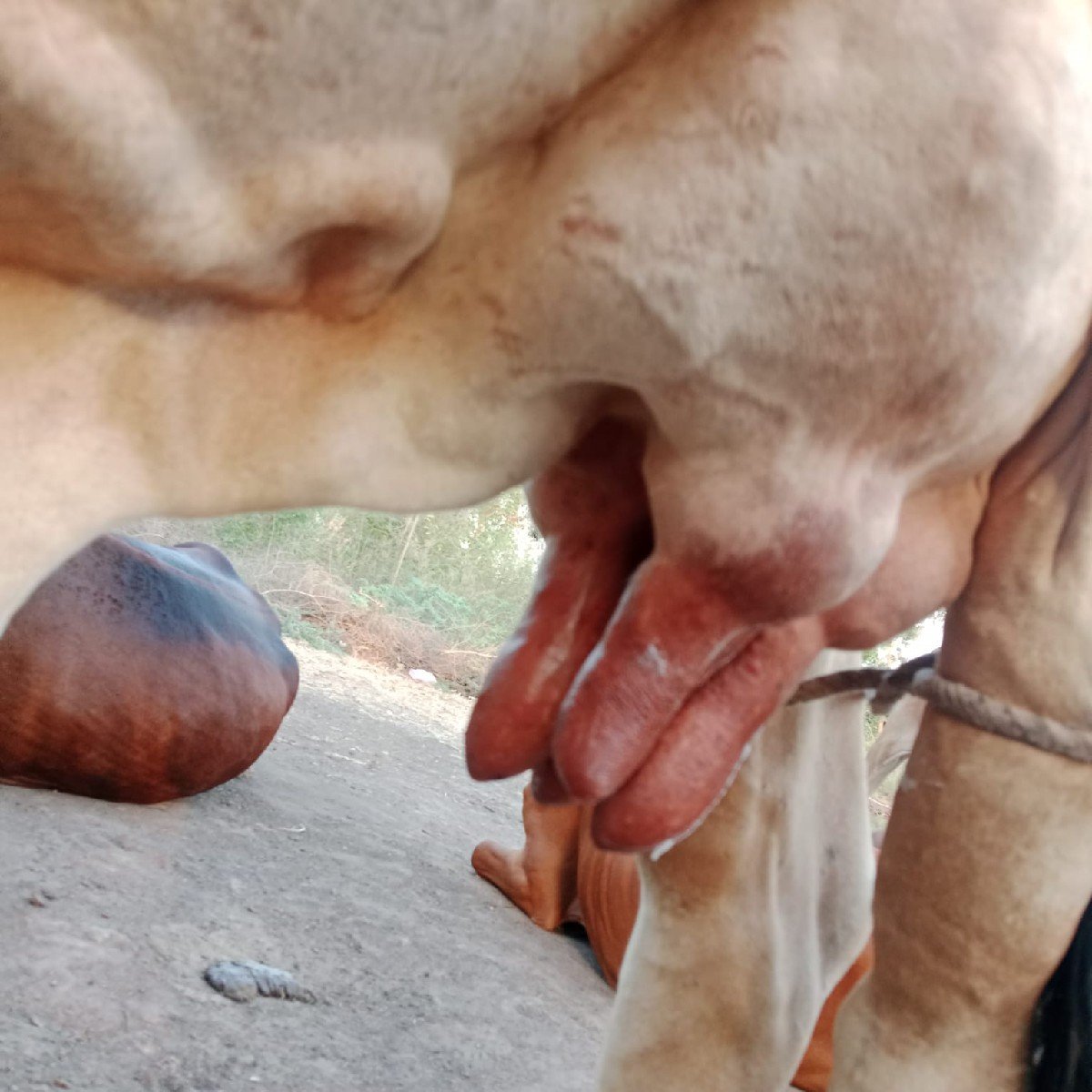 કાઈ વેચવાની છે