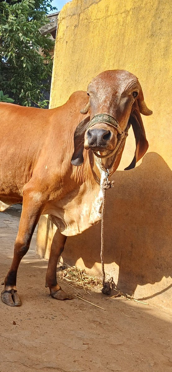 ગીર ગાય