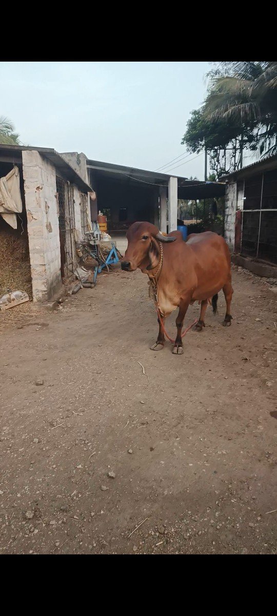 ગાઈ વેચવાની છે