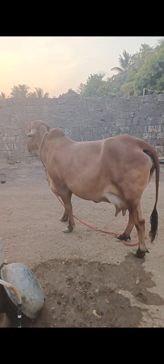ગાઈ વેચવાની છે