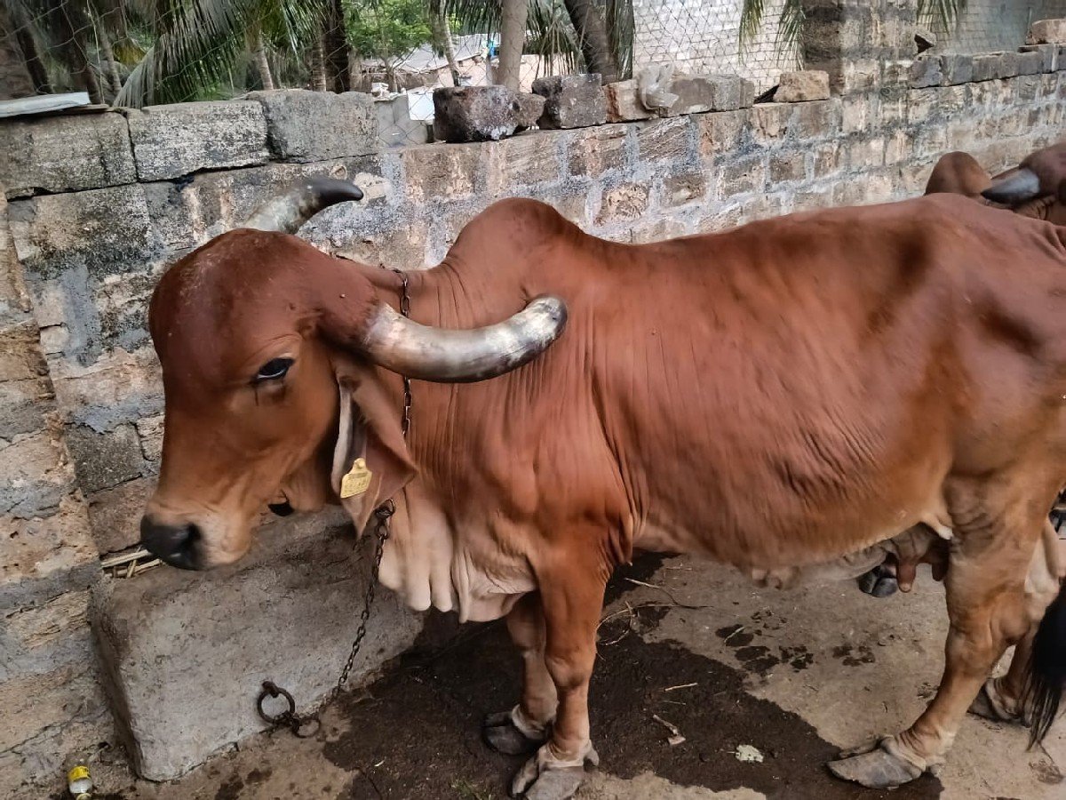 ગાય વેચવાની છે
