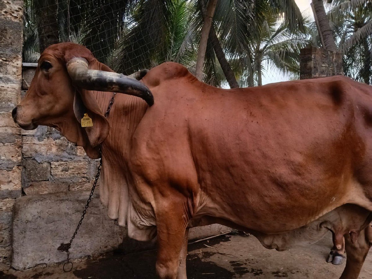 ગાય વેચવાની છે