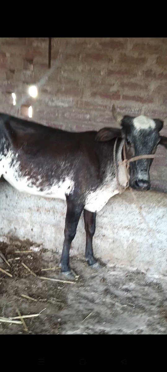 ગળકોટડી બાબરા અમરેલી