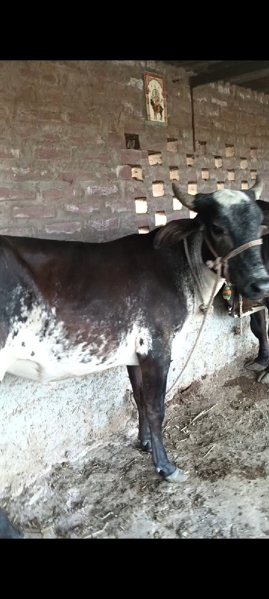 ગળકોટડી બાબરા અમરેલી